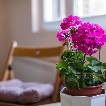 Gæstehus Szoloskert Vendeghaz